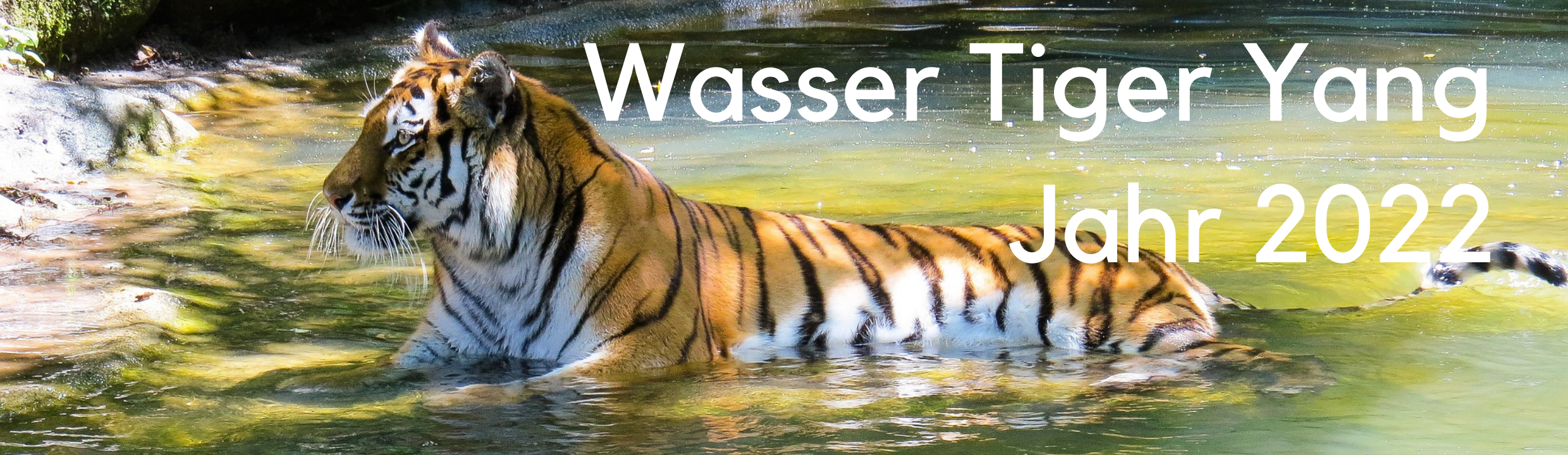 Wasser Tiger Yang Jahr 2022